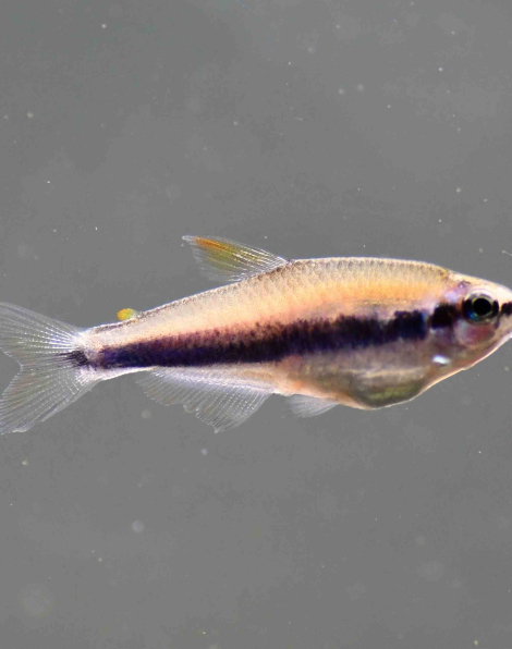Blue Emperor Tetra (Impachthys kerri)