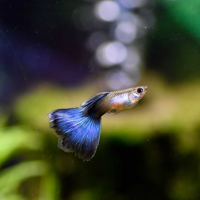 Blue Guppy - Male
