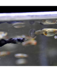 Blue Moscow Guppy (Poecilia reticulata)