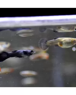 Blue Moscow Guppy (Poecilia reticulata)