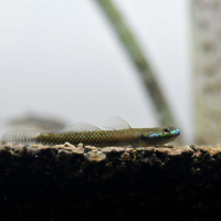 Blue Neon Goby (Stiphodon atropurpureus)