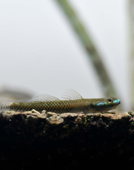 Blue Neon Goby (Stiphodon atropurpureus)