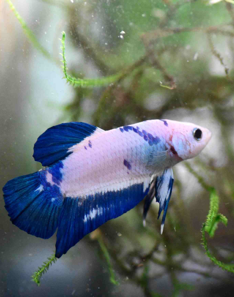 Plakat Blue Rim Betta - (Betta spledens) - Male A