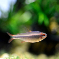 Blueberry Tetra (Hyphessobrycon wadai)
