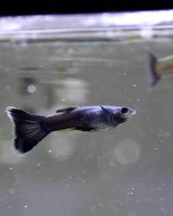 Blue Moscow Guppy (Poecilia reticulata)
