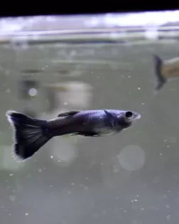 Blue Moscow Guppy (Poecilia reticulata)