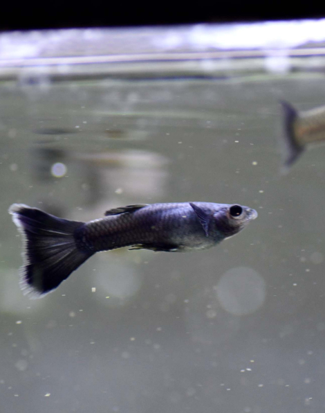 Blue Moscow Guppy (Poecilia reticulata)