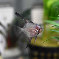 German Blue Blushing Angelfish