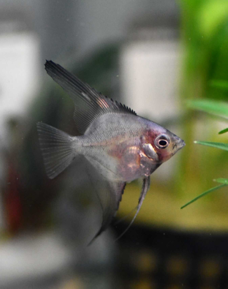 German Blue Blushing Angelfish