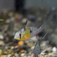 Bolivian Ram (Mikrogeophagus altispinosus)