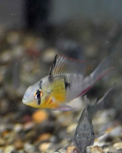 Bolivian Ram (Mikrogeophagus altispinosus)