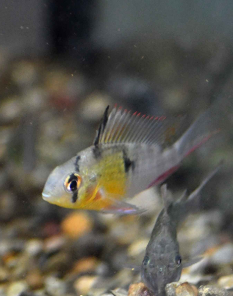 Bolivian Ram (Mikrogeophagus altispinosus)