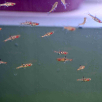 Boraras merah