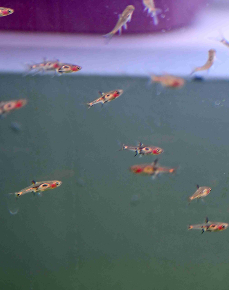 Phoenix Rasbora (Boraras merah)