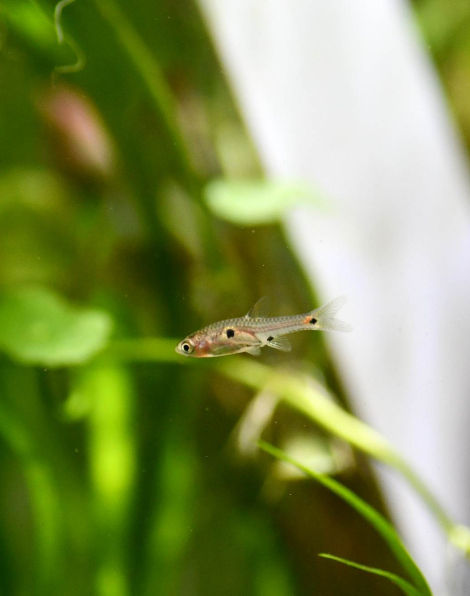 Boraras micros
