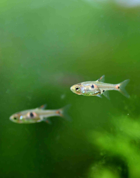 Boraras naevus