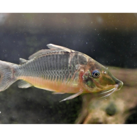 Hognosed Brochis (Brochis multiradiatus)