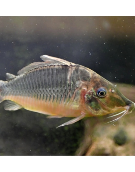 Hognosed Brochis (Brochis multiradiatus)