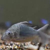 Emerald Brochis (Brochis splendens)