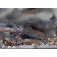 Bronze Cory (Corydoras aeneus)