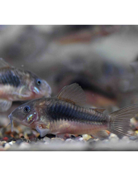 Bronze Cory (Corydoras aeneus)