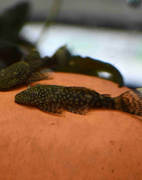 Brown Bristlenose Pleco
