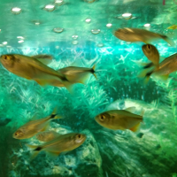 Buenos Aires Tetra (Hyphessobrycon anisitsi)