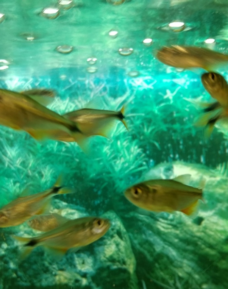 Buenos Aires Tetra (Hyphessobrycon anisitsi)