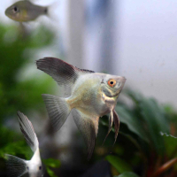 Bulgarian Green Seal Point Angelfish