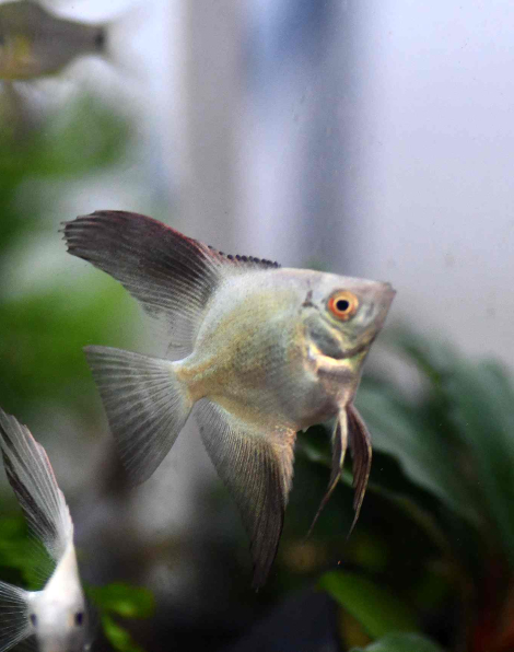 Bulgarian Green Seal Point Angelfish