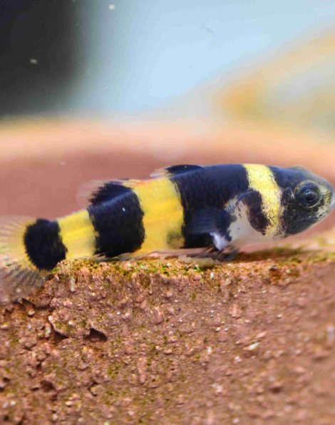 Bumblebee Goby (Brachygobius doriae)