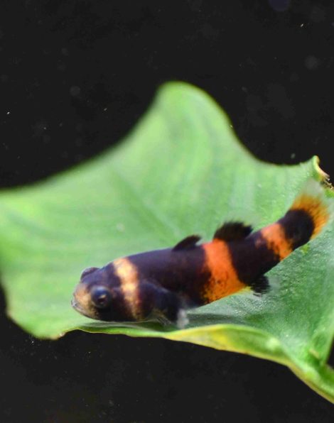 Bumblebee Goby (Brachygobius xanthozona)