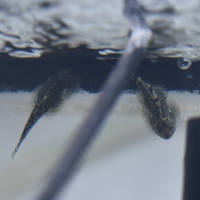 Buterfly Loach (Sewellia breviventralis)