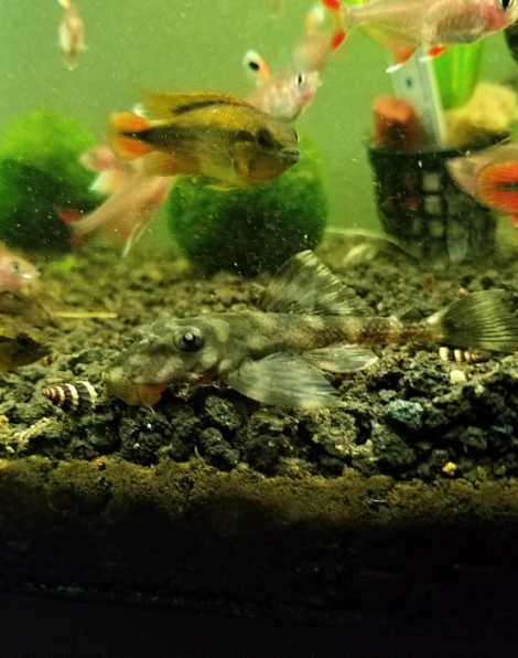 Butterfly Pleco (L168)