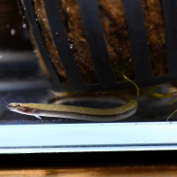 Brown Eel Kuhli Loach (Pangio anguillaris)
