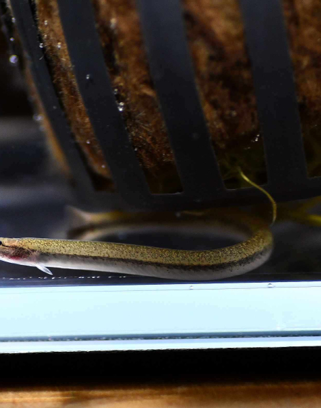 Brown Eel Kuhli Loach (Pangio anguillaris)