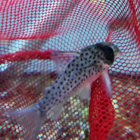 Fairy Cory (Corydoras atropersonatus)