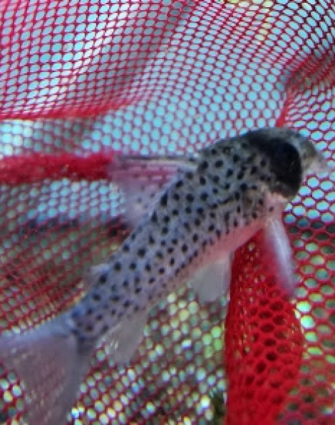 Fairy Cory (Corydoras atropersonatus)