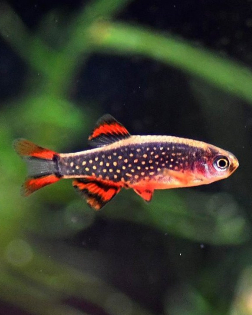 Celestial Pearl Danio (Danio margaritatus)