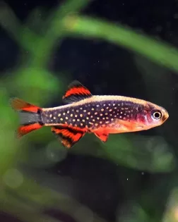 Celestial Pearl Danio (Danio margaritatus)