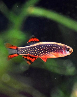 Celestial Pearl Danio (Danio margaritatus)