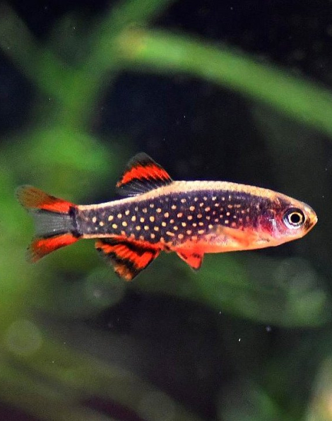 Celestial Pearl Danio (Danio margaritatus)