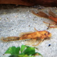 Calico Bristlenose Pleco - Long Fin