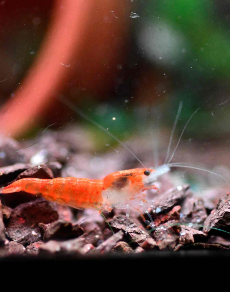 Calico Sunkist Shrimp