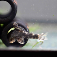 Candy Striped Pleco L015 (Peckoltia vittata)