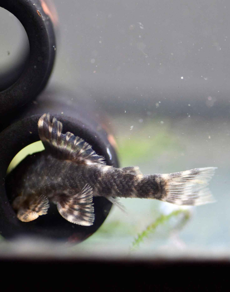 Candy Striped Pleco L015 (Peckoltia vittata)