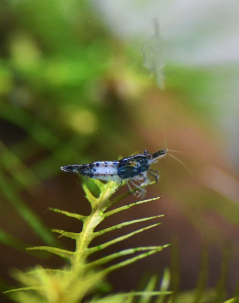 Carbon Rili Shrimp - low grade