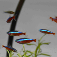 Cardinal Tetra (Paracheirodon axelrodi)