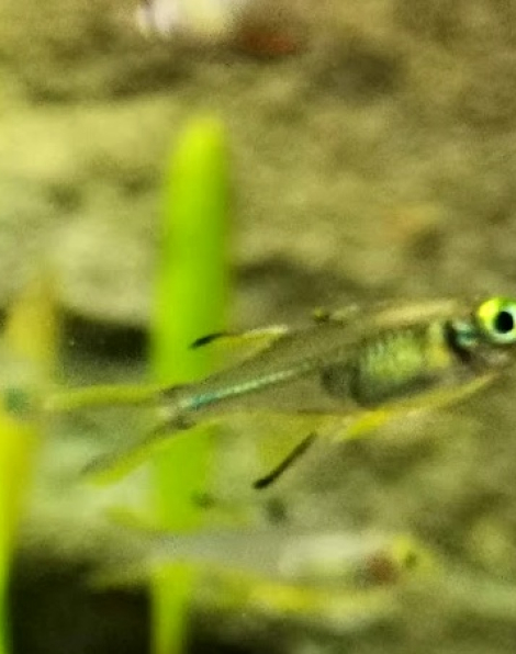 Celebes Rainbow (Telmatherina ladigesi)