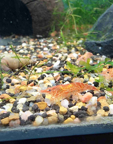 Red Cherry Shrimp